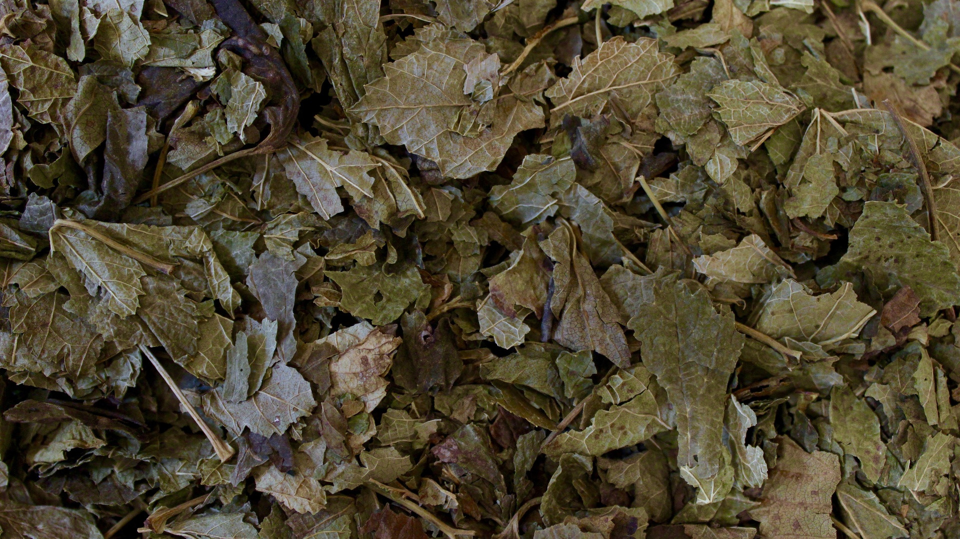 Cassis - feuille entière - PÈRE BLAIZE