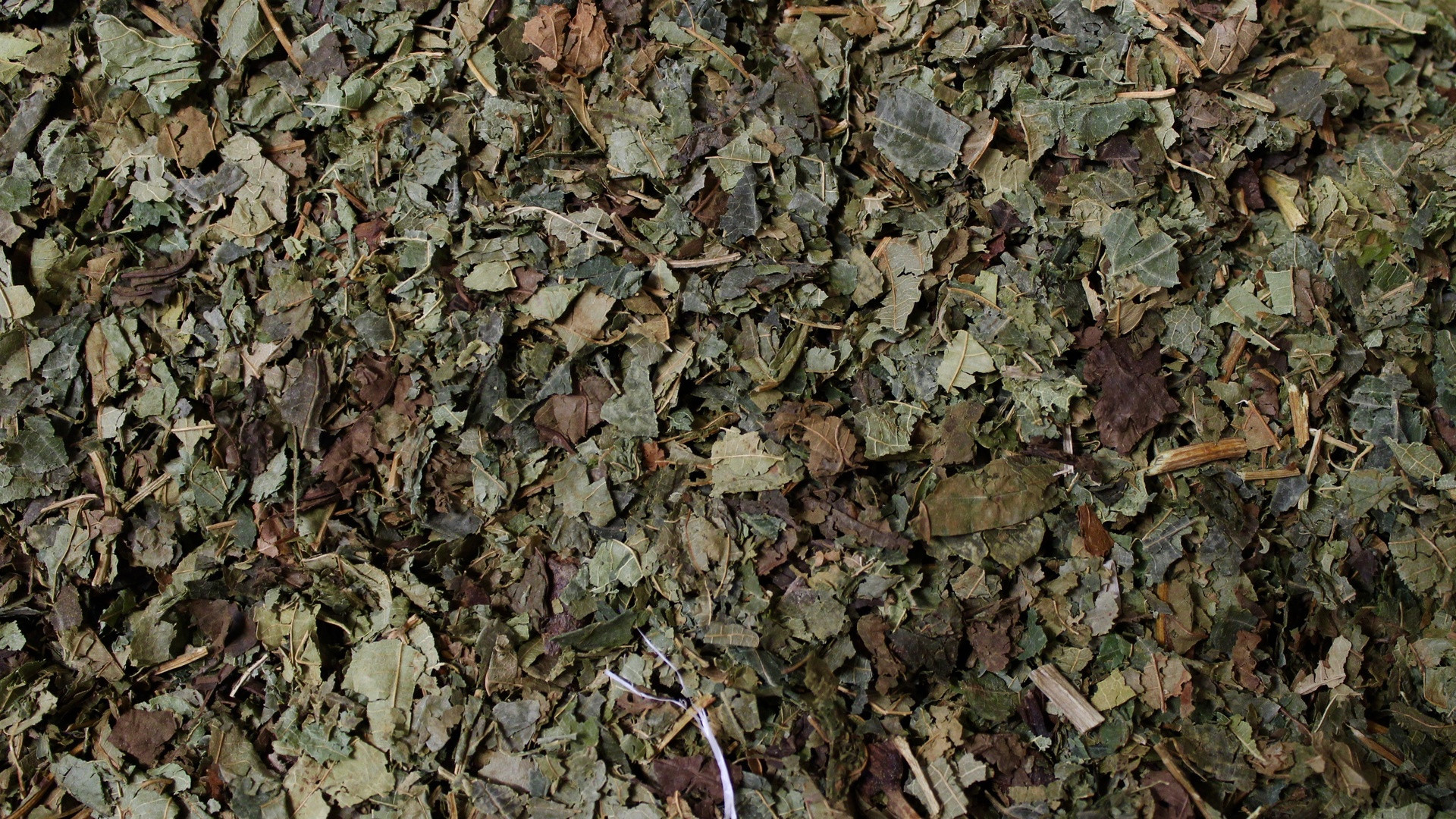Chataignier - feuille - PÈRE BLAIZE
