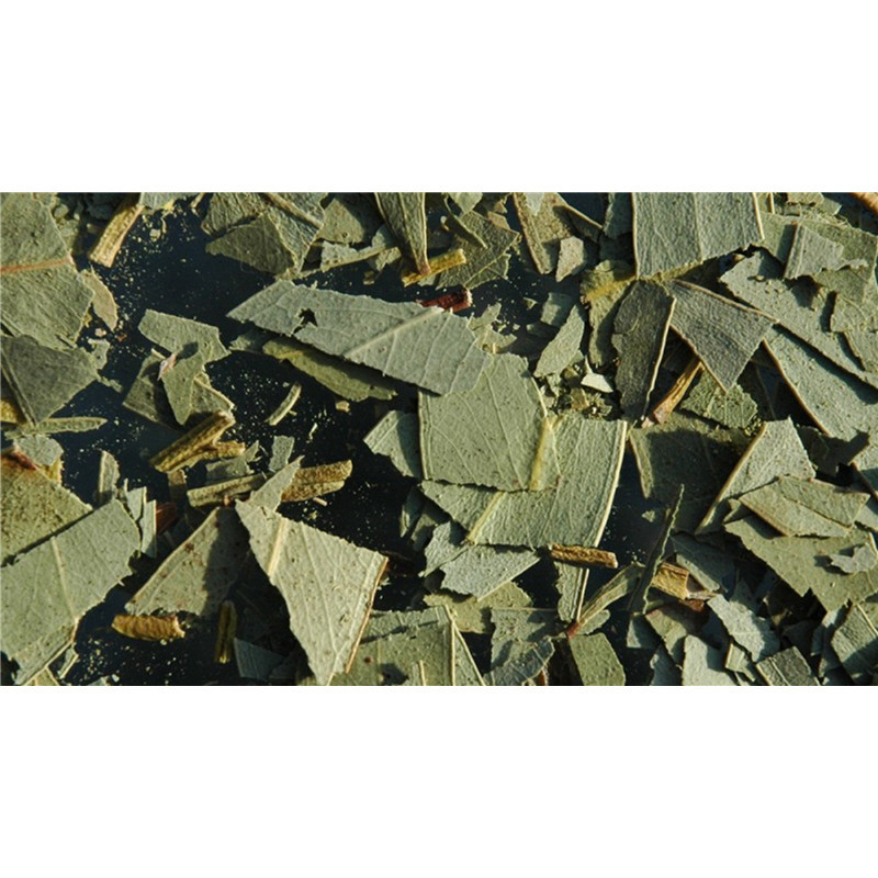 Eucalyptus - feuille coupée - PÈRE BLAIZE