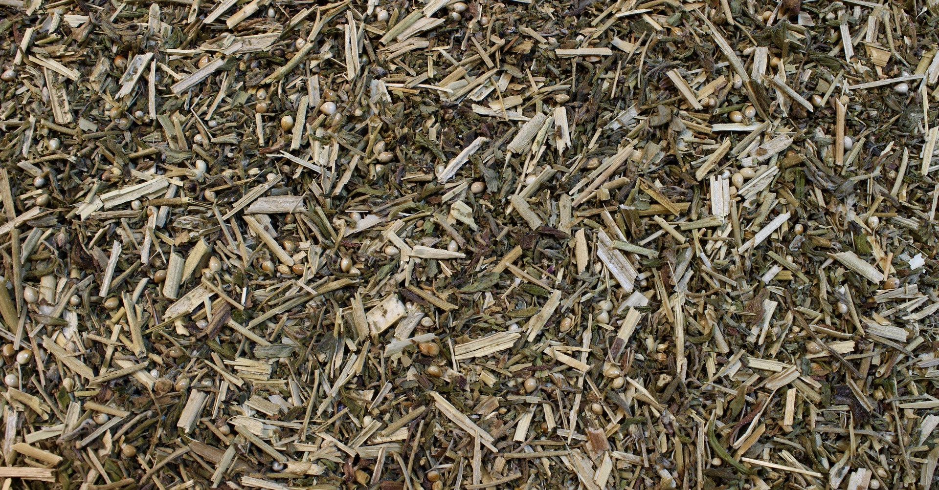 Gremil - feuille - PÈRE BLAIZE