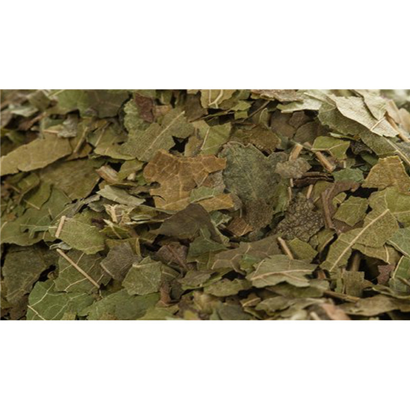 Mûrier noir - feuille - PÈRE BLAIZE