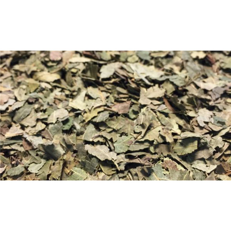 Noyer - feuille - PÈRE BLAIZE